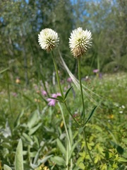 Trifolium montanum