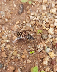 Eristalinus arvorum