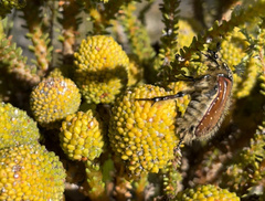 Trichostetha capensis hottentotta