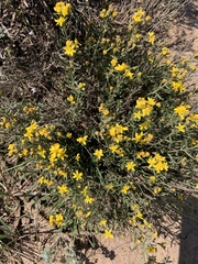 Senecio spartioides
