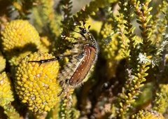 Trichostetha capensis hottentotta
