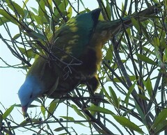 Ptilinopus magnificus