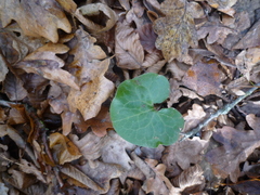 Asarum europaeum