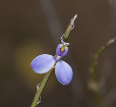 Comesperma scoparium