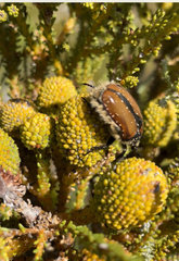 Trichostetha capensis hottentotta