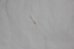 Trichoptera
