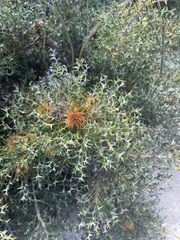 Banksia borealis borealis