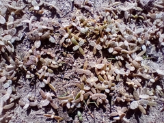 Atriplex buchananii