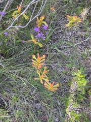 Anigozanthos humilis