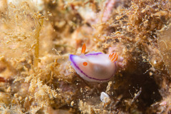 Nudibranchia