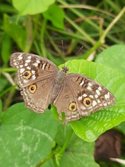 Junonia lemonias