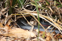 Pseudechis porphyriacus