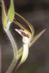 Caladenia longicauda