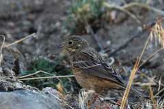 Emberiza