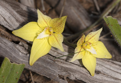 Caladenia flava