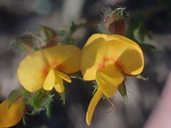 Pultenaea