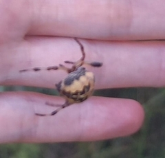 Larinioides patagiatus