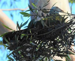 Ptilinopus magnificus