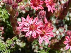 Sempervivum arachnoideum