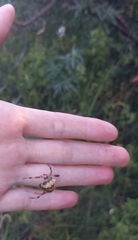 Larinioides patagiatus