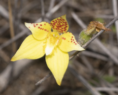 Caladenia flava