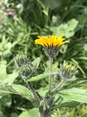 Simsia amplexicaulis