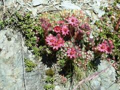Sempervivum arachnoideum