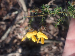 Pultenaea