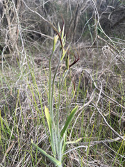 Caladenia longicauda