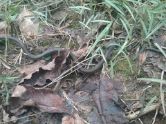 Regina septemvittata