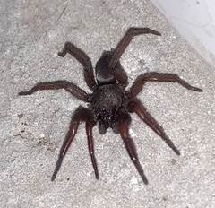 Scotophaeus blackwalli