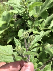 Simsia amplexicaulis