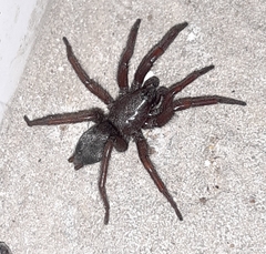 Scotophaeus blackwalli