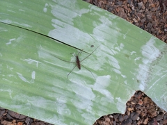 Limnometra
