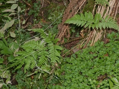 Dryopteris carthusiana