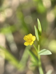 Linum trigynum