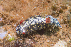 Hypselodoris infucata