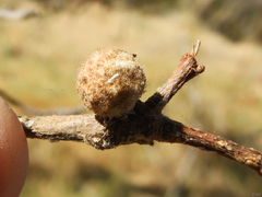 Burnettweldia washingtonensis