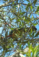 Ptilinopus magnificus