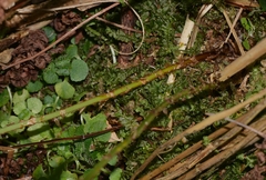 Dryopteris carthusiana