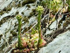 Sempervivum globiferum