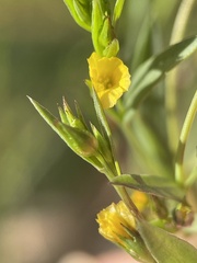 Linum trigynum