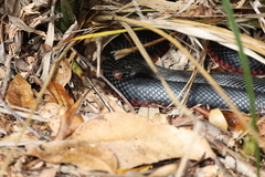 Pseudechis porphyriacus