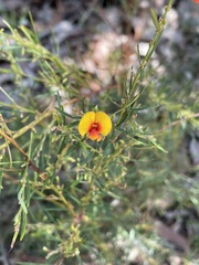 Bossiaea