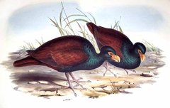Tooth-Billed Pigeon photo 3