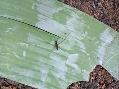 Limnometra