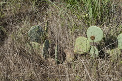 Opuntia gilvescens