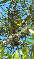 Ptilinopus magnificus