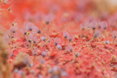 Entoprocta