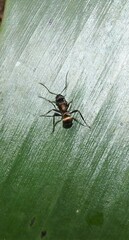 Polyrhachis rufifemur